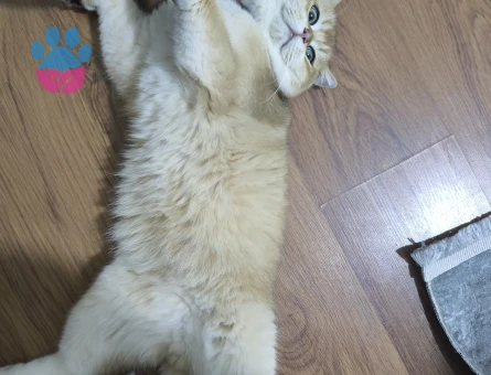 kızgınlıktaki oğluma gelin arıyorum