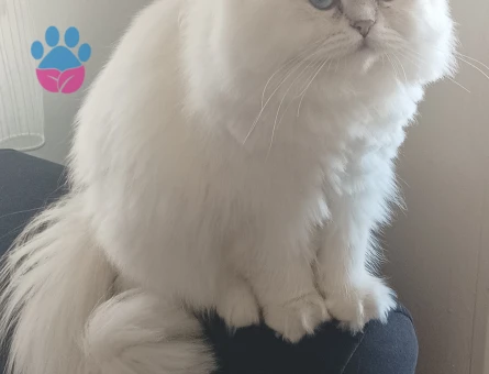 Brisitsh longhair Pamuğa Eş Arıyor