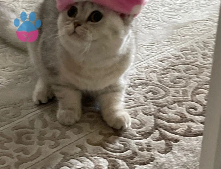 Prensesimize Eş Arıyoruz