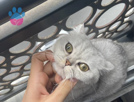 Prensesimize Eş Arıyoruz