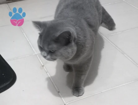British shorthair 1 Yaşında Eş Arıyor