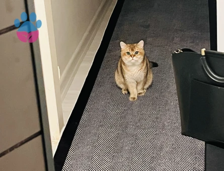 Safkan British Shorthair Golden Kedime Eş Arıyorum