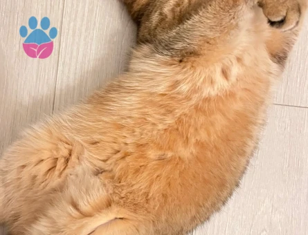 Safkan British Shorthair Golden Kedime Eş Arıyorum