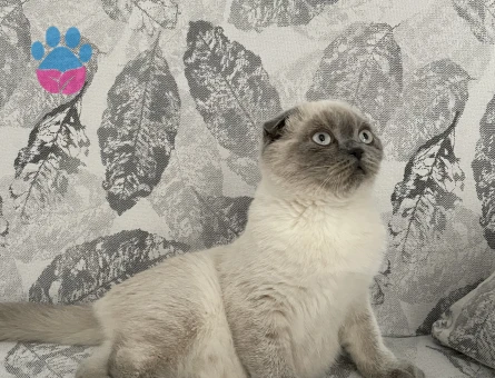 Scootısh fold dişi kedimize eş arıyoruz