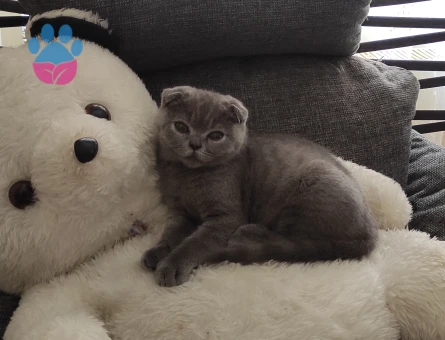 Scottish Fold Shorthair