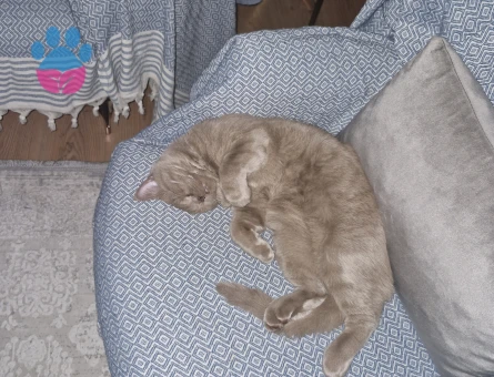 Oğluma eş arıyorum