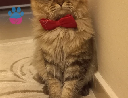 Oğlumuza eş arıyoruz