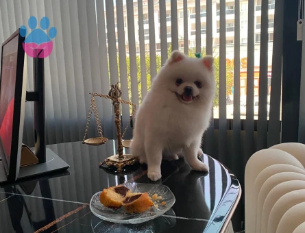 Beyaz Erkek Pomerian Köpeğime Acil Eş