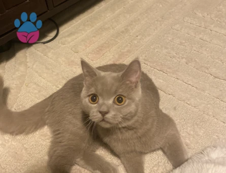 prensimiz TOM a eş arıyoruz..