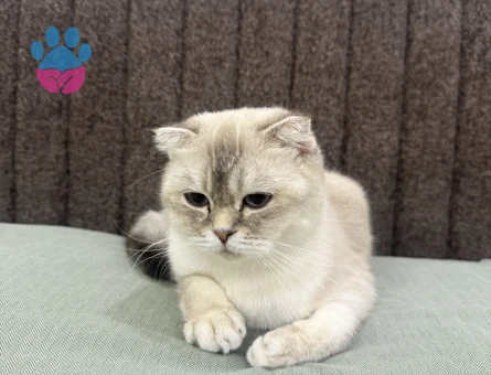 Scottish Fold Silver Shaded