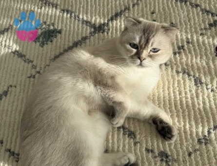 Scottish Fold Silver Shaded