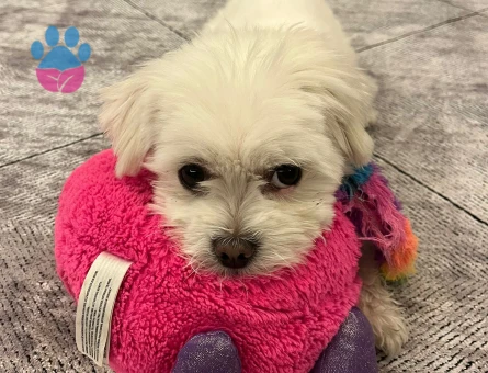 Maltese Erkek - Leo 2,5 Yaş