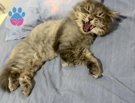 oğlumuza gelin arıyoruz:)