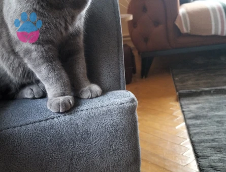 2 Yaşındaki Şila'mıza eş arıyoruz