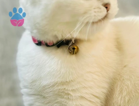 Scottish Fold Kızımıza eş arıyoruz