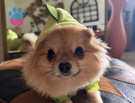 3 YASİNDAKİ ZERO CUP ERKEK POMERNIANIMA ES ARİYORUM