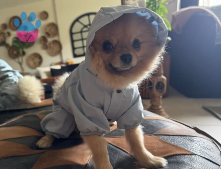 3 YASİNDAKİ ZERO CUP ERKEK POMERNIANIMA ES ARİYORUM