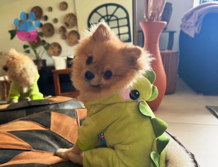 3 YASİNDAKİ ZERO CUP ERKEK POMERNIANIMA ES ARİYORUM