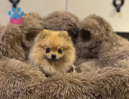 3 YASİNDAKİ ZERO CUP ERKEK POMERNIANIMA ES ARİYORUM