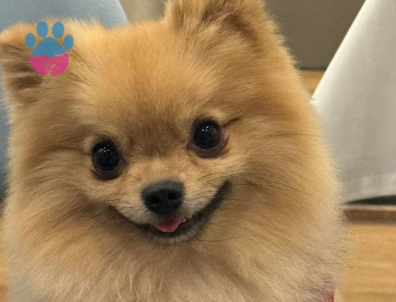 3 YASİNDAKİ ZERO CUP ERKEK POMERNIANIMA ES ARİYORUM