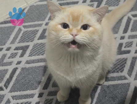 1 buçuk yaşinda british Shorthair