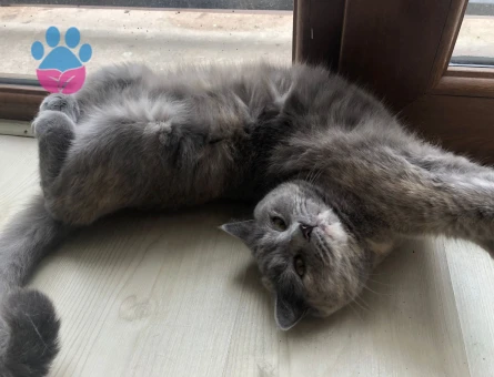 British Shorthair Kızımıza eş arıyoruz
