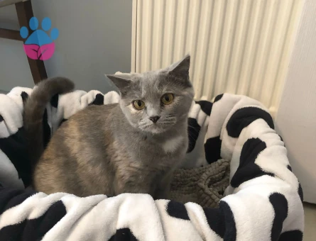 British Shorthair Kızımıza eş arıyoruz