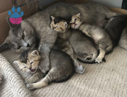 British Shorthair Kızımıza eş arıyoruz