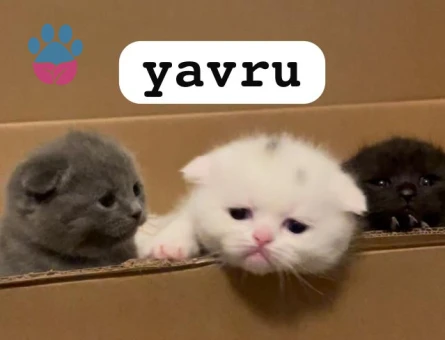 British Shorthair Kızımıza eş arıyoruz