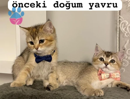 British Shorthair Kızımıza eş arıyoruz