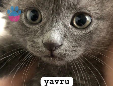 British Shorthair Kızımıza eş arıyoruz