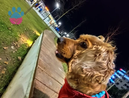 American Cocker Kızıma eş arıyorum