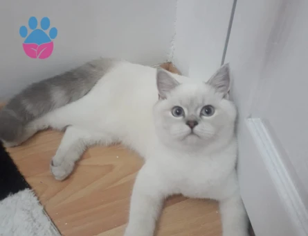 British Shorthair 1 Yaşında Kedim Eş Arıyor