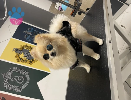 Poomerian Boo 2 Yaşında Eş Arıyor