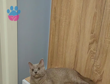 British Shorthair Oğlum Eş Arıyor