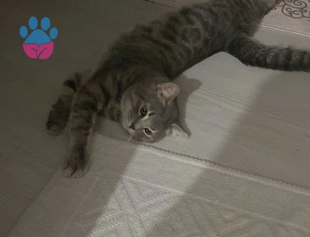 11 Aylık British Shorthair Oğluma Dişi Arıyorum