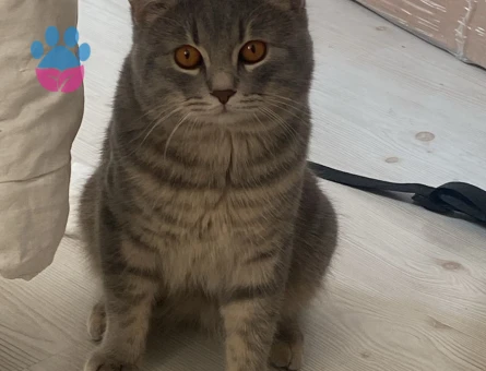 11 Aylık British Shorthair Oğluma Dişi Arıyorum