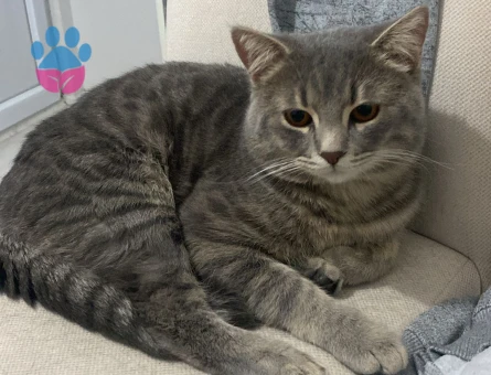 11 Aylık British Shorthair Oğluma Dişi Arıyorum