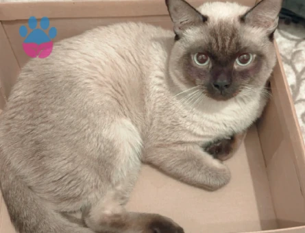 Siyam 1 Yaşında Kedim Eş Arıyor