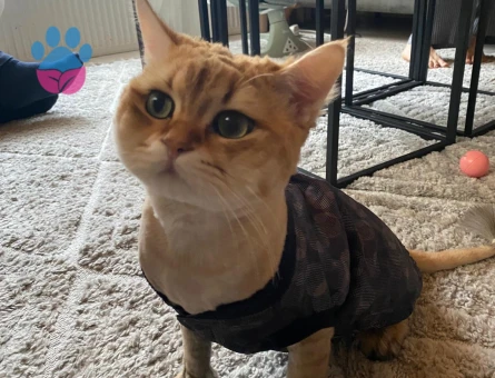 Çiftleşmeye hazır Britisg long hair golden erkek