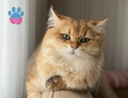 Çiftleşmeye hazır Britisg long hair golden erkek