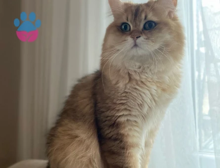 Çiftleşmeye hazır Britisg long hair golden erkek