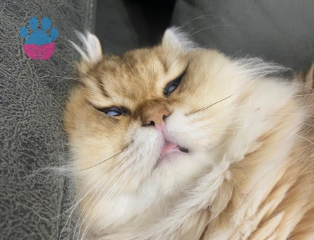 Çiftleşmeye hazır Britisg long hair golden erkek