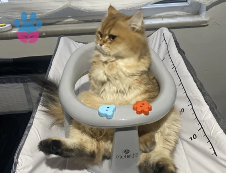 Çiftleşmeye hazır Britisg long hair golden erkek