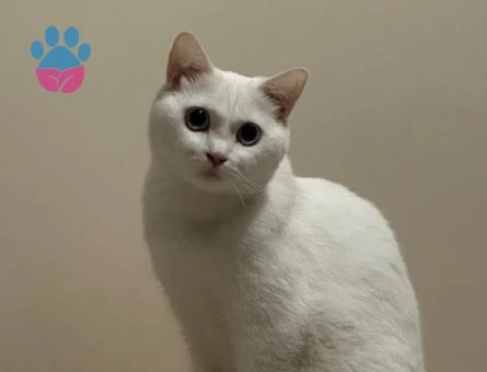 British kedimiz için eş arıyoruz