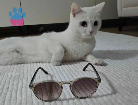 British kedimiz için eş arıyoruz