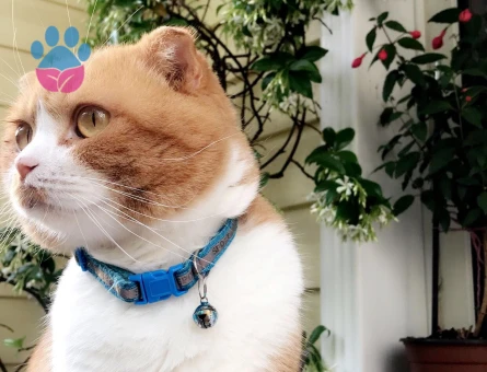 Kedim Louis’e British bir eş arıyorum.