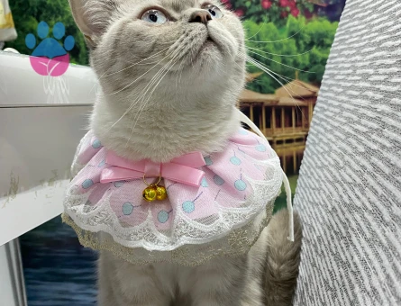 1 Yaşındaki Kızımız için eş adayı arıyoruz