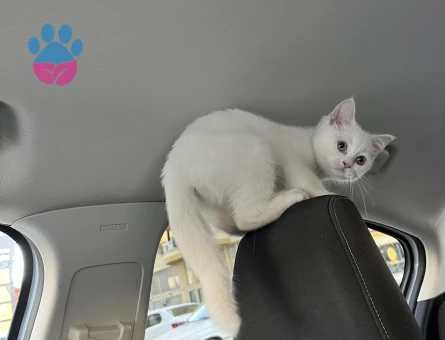 Güzel kızıma eş arıyorum.