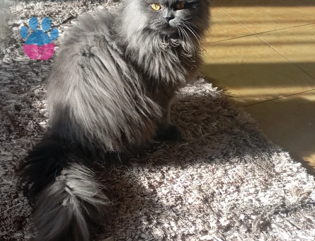 Brittsh shortair Erkek